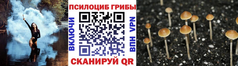 Псилоцибиновые грибы Cubensis  Купить  Ясный 